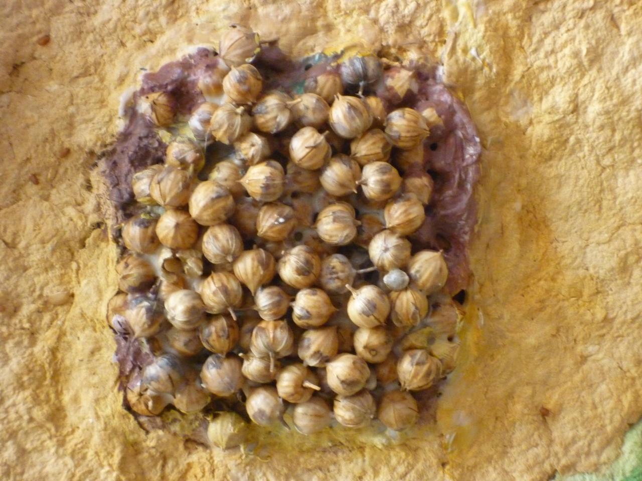 Boules de cameline du jardin de culture